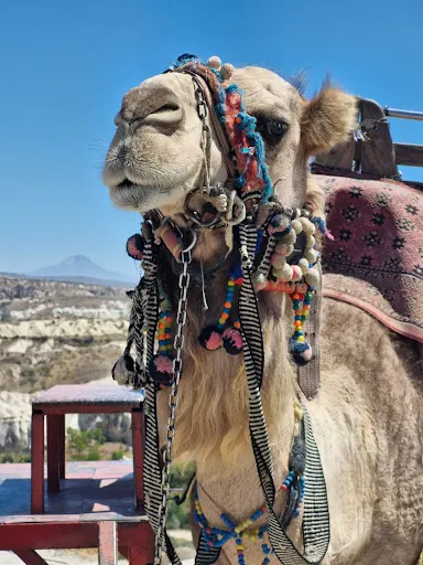 Filmy weselne i Fotografia Racibórz